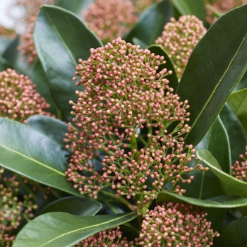 Skimmia - japonica - Miracle - Bolwi173
